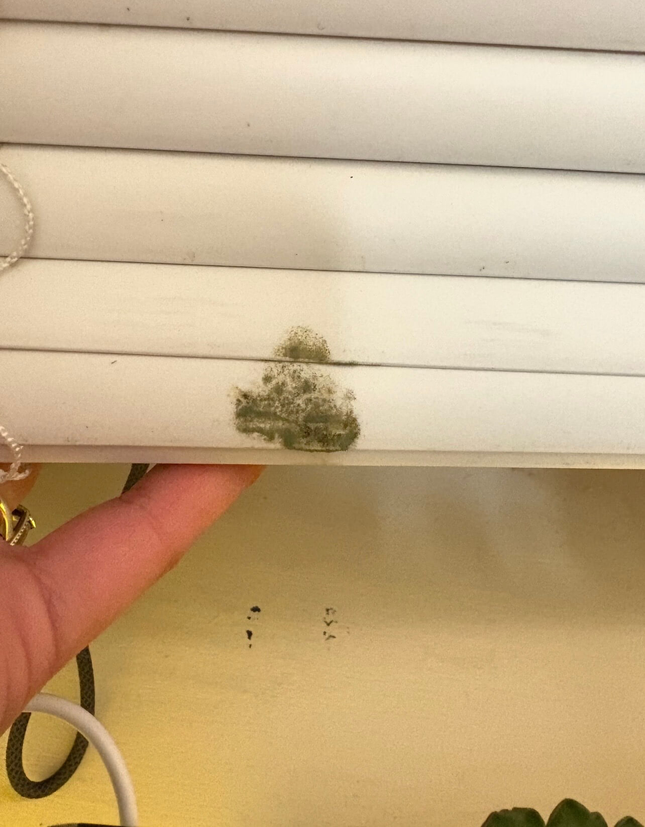 Mice, mold, and insects raise concern amongst students and faculty